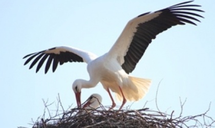 Zwanger dankzij homeopathie