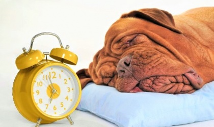 Onderzoek: Homeopathie verbetert slaappatronen